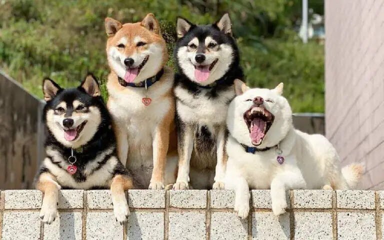 quatro saibas de pelagens diferentes estão lado a lado olhando sobre um muro de uma casa com uma cara de sem-vergonhas