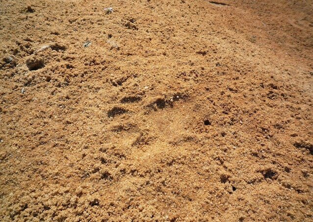 pegada de onça na areia