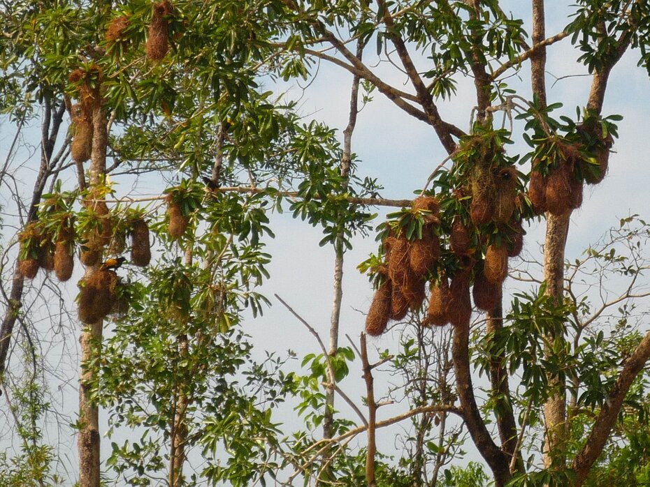 ninhos de aves pendurados nos galhos das árvores